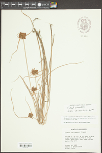 Cyperus louisianensis image