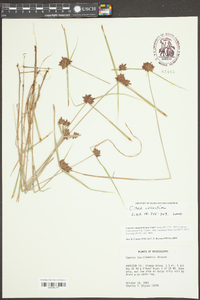 Cyperus louisianensis image