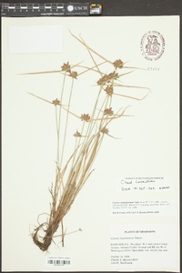 Cyperus louisianensis image