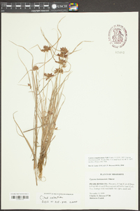 Cyperus louisianensis image