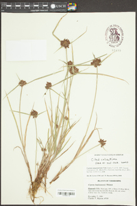 Cyperus louisianensis image