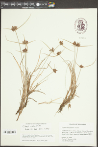 Cyperus louisianensis image