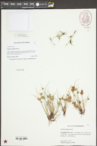 Cyperus squarrosus image