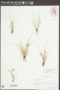 Cyperus squarrosus image