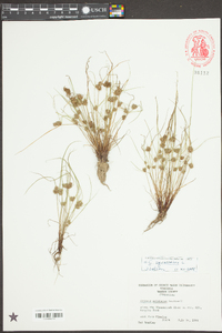 Cyperus squarrosus image