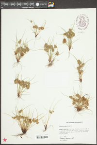 Cyperus squarrosus image