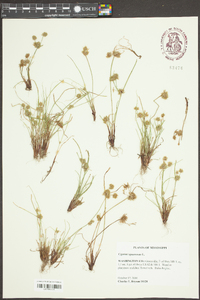 Cyperus squarrosus image