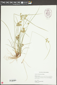 Cyperus surinamensis image