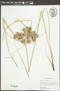 Cyperus virens image