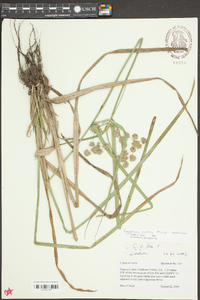 Cyperus virens image