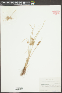 Cyperus acuminatus image