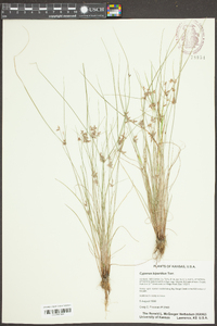 Cyperus bipartitus image