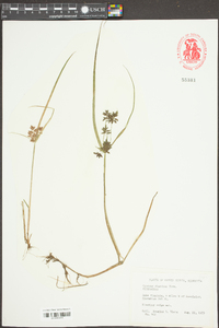 Cyperus diandrus image