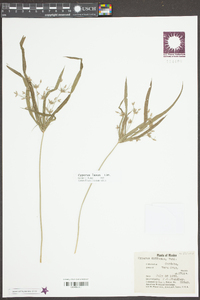 Cyperus laxus image