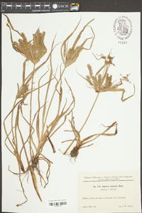 Cyperus digitatus image