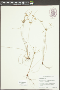 Cyperus grayi image