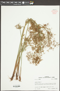 Cyperus haspan image