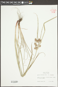 Cyperus retrorsus image