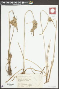 Cyperus surinamensis image