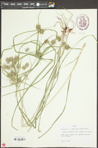 Cyperus retroflexus image