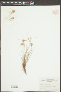 Cyperus filiculmis image