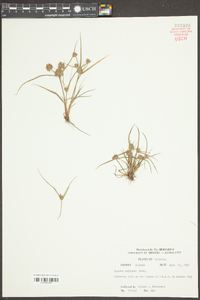 Cyperus squarrosus image