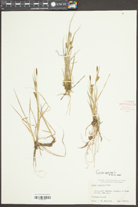 Carex conoidea image