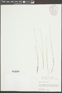 Carex pauciflora image