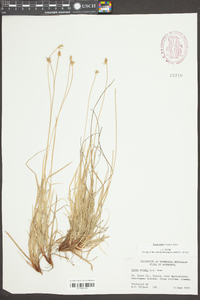 Carex peckii image