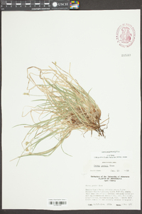 Carex peckii image