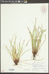 Carex pedunculata image