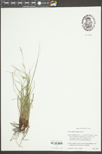 Carex planostachys image