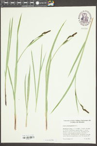 Carex prionophylla image