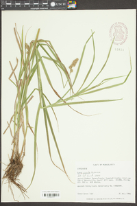 Carex projecta image