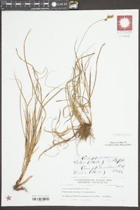 Carex pseudobrizoides image