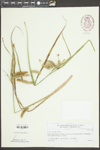 Carex pseudocyperus image