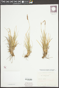 Carex sempervirens image