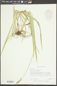 Carex sparganioides image