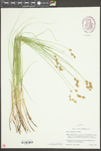 Carex straminea image