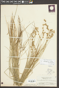 Carex richii image