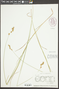 Carex straminea image