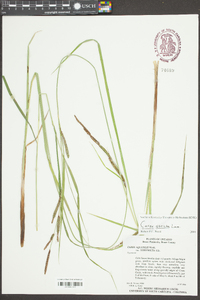 Carex aquatilis var. substricta image