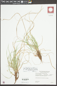 Carex tonsa image