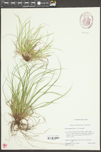 Carex tonsa image