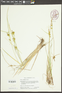 Carex viridula image