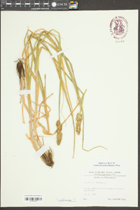 Carex vulpina image