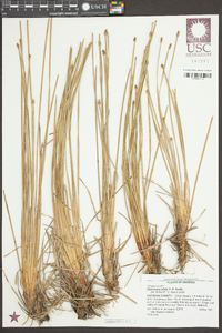 Eleocharis bifida image