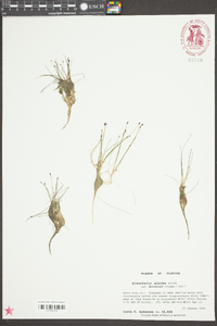 Eleocharis minima image