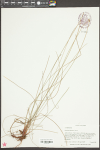 Eleocharis tricostata image