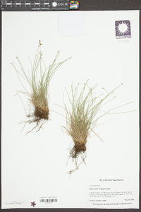 Eleocharis vivipara image